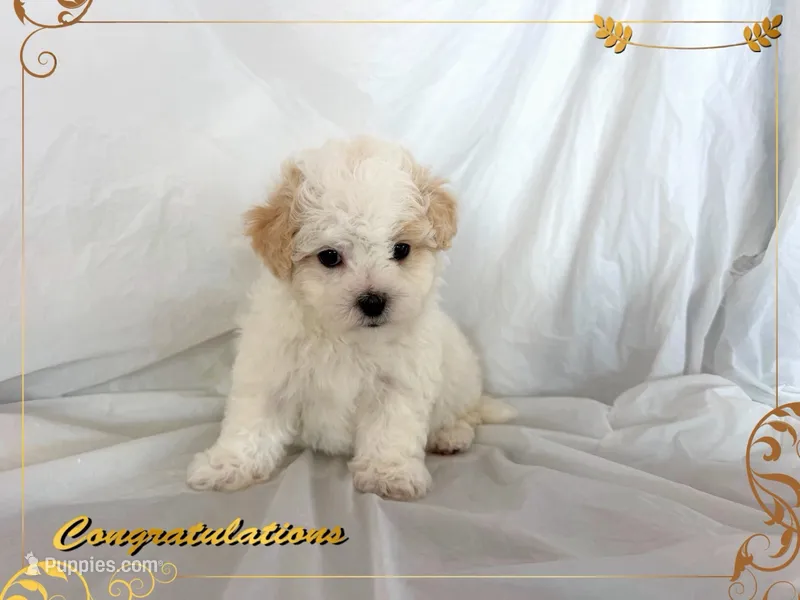 no name  – Maltipoo, Maltese puppy for sale in San Francisco, CA