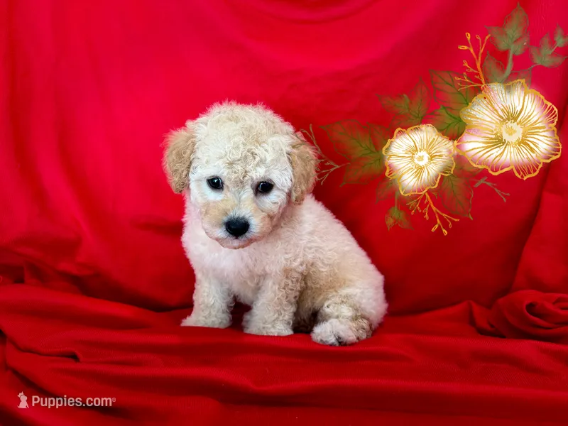NO NAME – Maltipoo, Maltese puppy for sale in San Francisco, CA