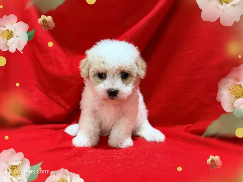 LISA – Maltipoo, Maltese puppy for sale in San Francisco, CA