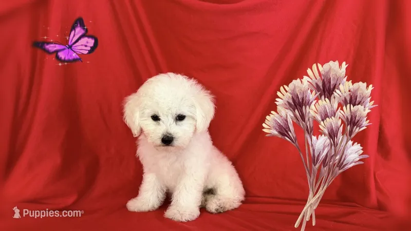 NO NAME – Maltipoo, Maltese puppy for sale in San Francisco, CA