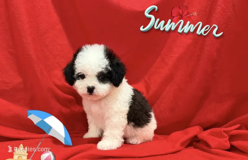 NO NAME  – Maltipoo, Maltese puppy for sale in San Francisco, CA