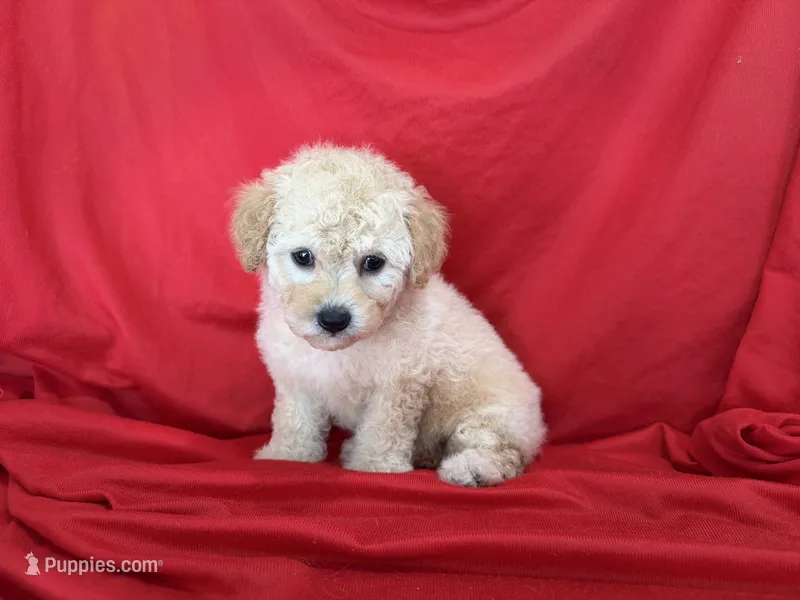 NO NAME – Maltipoo, Maltese puppy for sale in San Francisco, CA