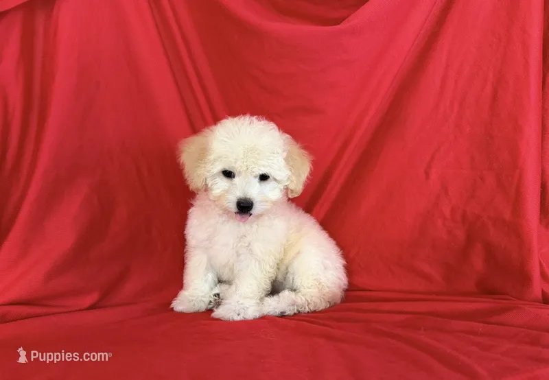 NO NAME – Maltipoo, Maltese puppy for sale in San Francisco, CA