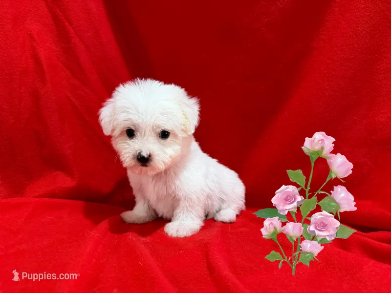 Nick – Maltipoo puppy for sale in San Francisco, CA