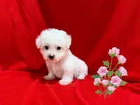 Nick, a male Maltipoo for sale in San Francisco, CA – 1 of 1