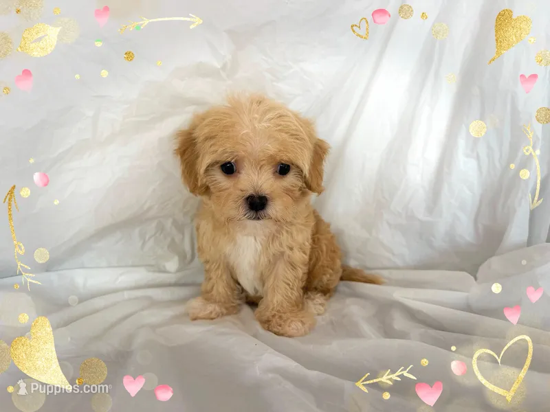 NO NAME  – Maltipoo, Maltese puppy for sale in San Francisco, CA