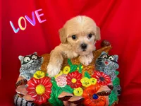 NO NAME , a female Maltipoo and Maltese for sale in San Francisco, CA – 1 of 1