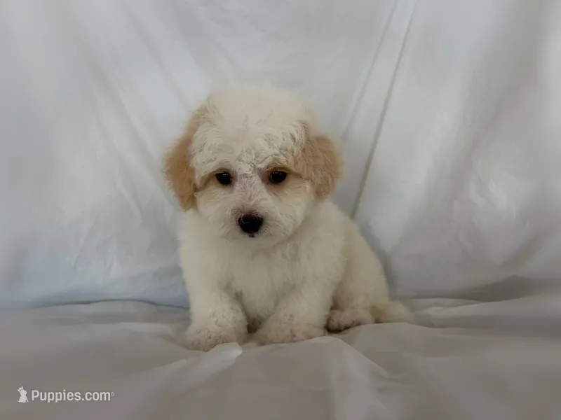 no name  – Maltipoo, Maltese puppy for sale in San Francisco, CA