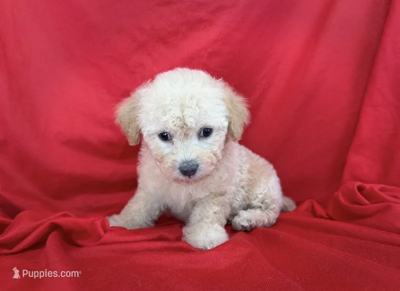 no name  – Maltipoo, Maltese puppy for sale in San Francisco, CA