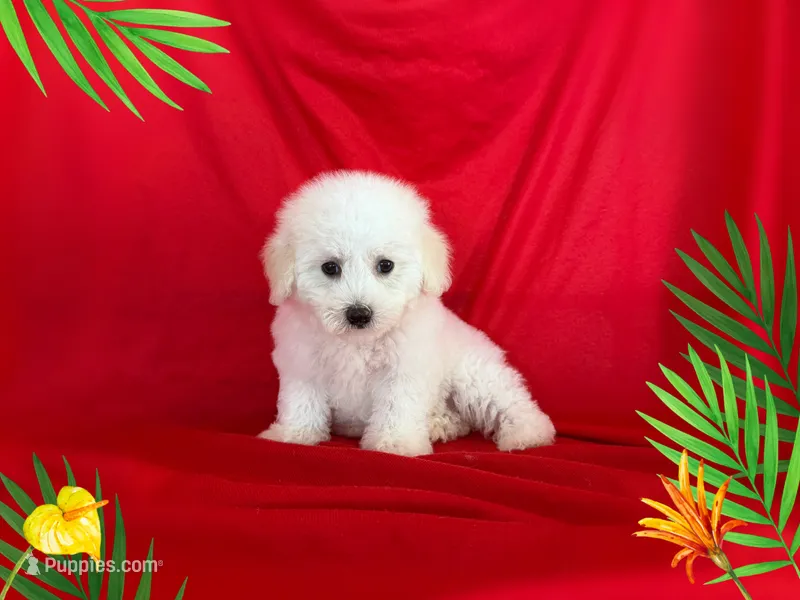 no name  – Maltipoo, Maltese puppy for sale in San Francisco, CA