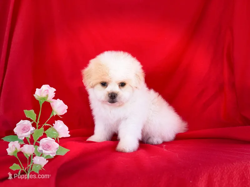 NO NAME  – Shihpoo, Poodle - Toy  puppy for sale in San Francisco, CA
