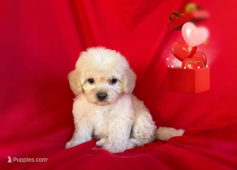 NO NAME – Maltipoo, Maltese puppy for sale in San Francisco, CA
