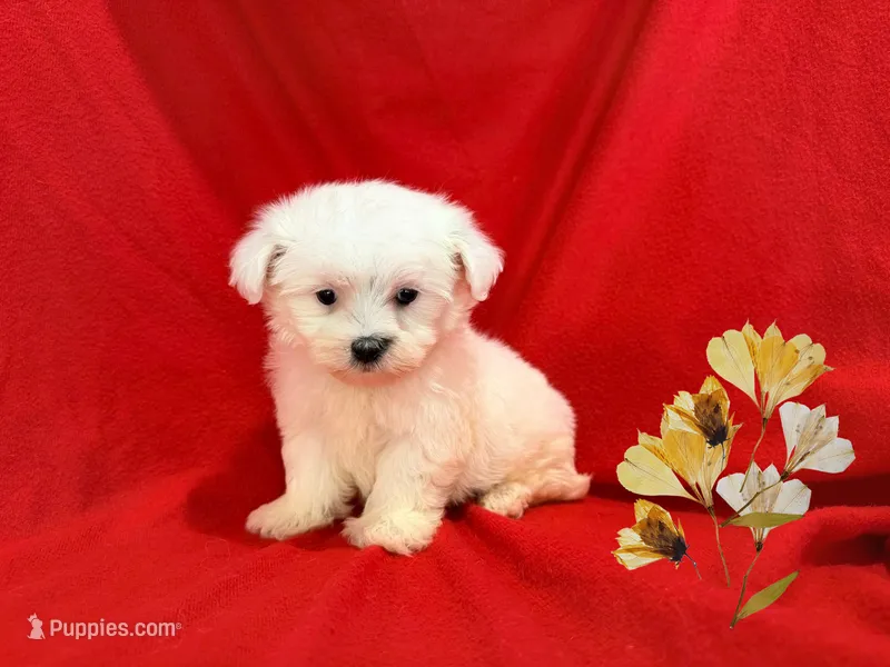 NO NAME  – Maltipoo, Maltese puppy for sale in San Francisco, CA