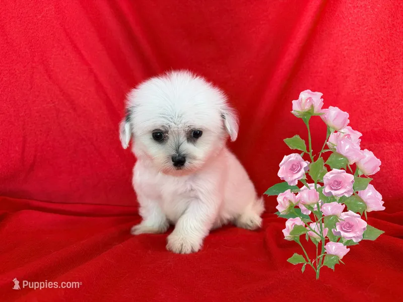NO NAME – Maltipoo, Maltese puppy for sale in San Francisco, CA