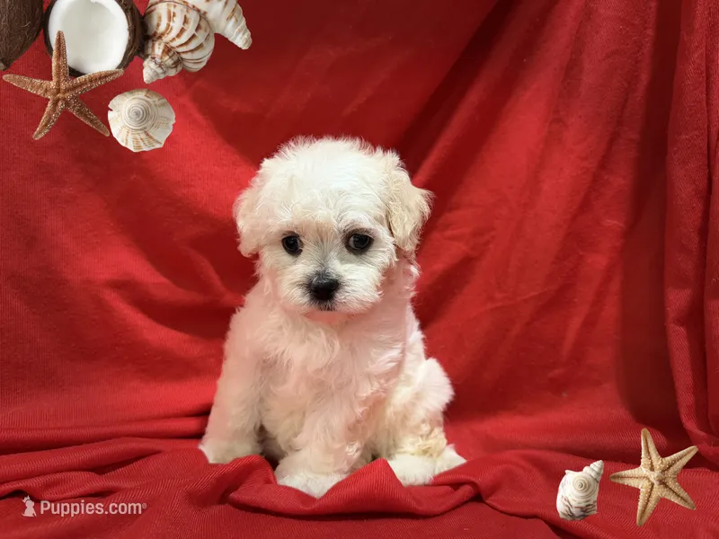 NO NAME  – Maltipoo, Maltese puppy for sale in San Francisco, CA