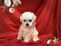NO NAME , a female Maltipoo and Maltese for sale in San Francisco, CA – 1 of 1