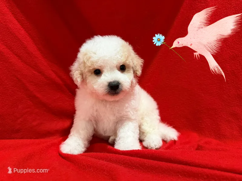 jOHN – Maltipoo, Maltese puppy for sale in San Francisco, CA