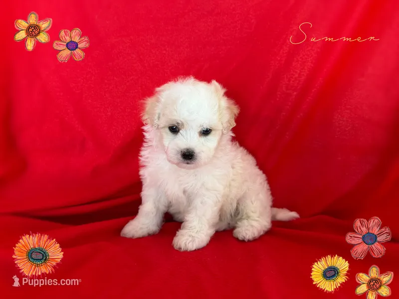 no name  – Maltipoo, Maltese puppy for sale in San Francisco, CA