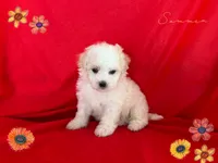 no name , a male Maltipoo and Maltese for sale in San Francisco, CA – 1 of 1
