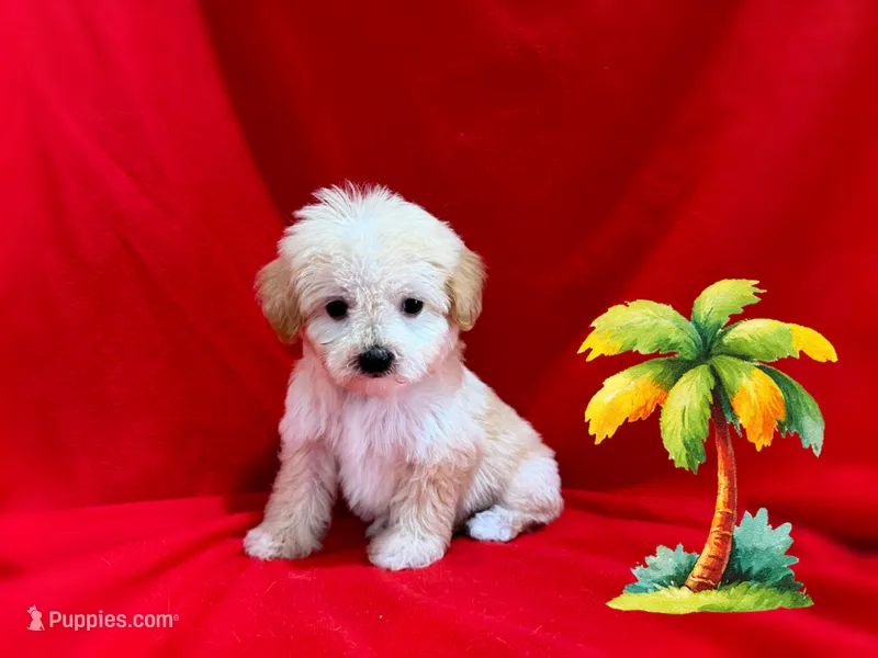Lisa  – Maltipoo, Poodle - Toy  puppy for sale in San Francisco, CA