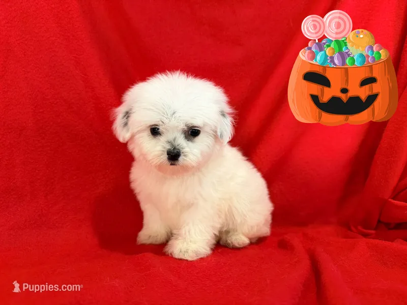 NO NAME – Maltipoo, Maltese puppy for sale in San Francisco, CA