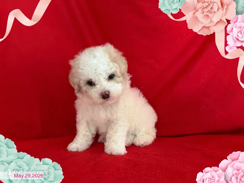 Lisa  – Maltipoo, Poodle - Toy  puppy for sale in San Francisco, CA