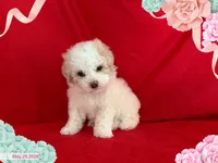 Lisa , a female Maltipoo and Poodle - Toy  for sale in San Francisco, CA – 1 of 1