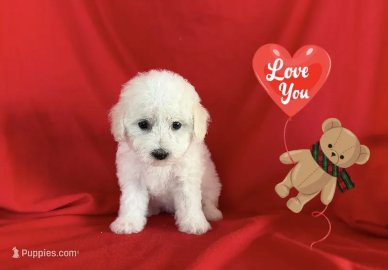 No Name – Maltipoo puppy for sale in San Francisco, CA