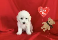 No Name, a female Maltipoo for sale in San Francisco, CA – 1 of 1
