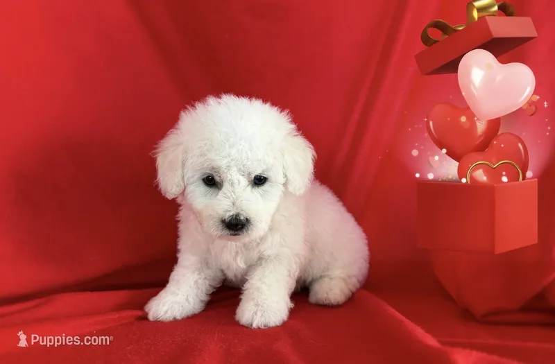 No Name – Maltipoo, Poodle - Toy  puppy for sale in San Francisco, CA