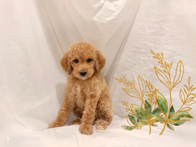LISA – Poodle - Miniature  puppy for sale in San Francisco, CA