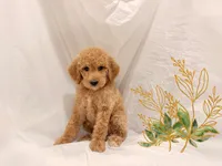 LISA, a female Poodle - Miniature  for sale in San Francisco, CA – 1 of 1