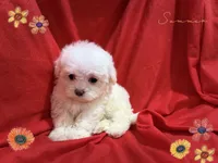 NO NAME, a female Maltipoo and Poodle - Toy  for sale in San Francisco, CA – 1 of 1