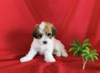 No Name, a female Maltipoo for sale in San Francisco, CA – 1 of 1
