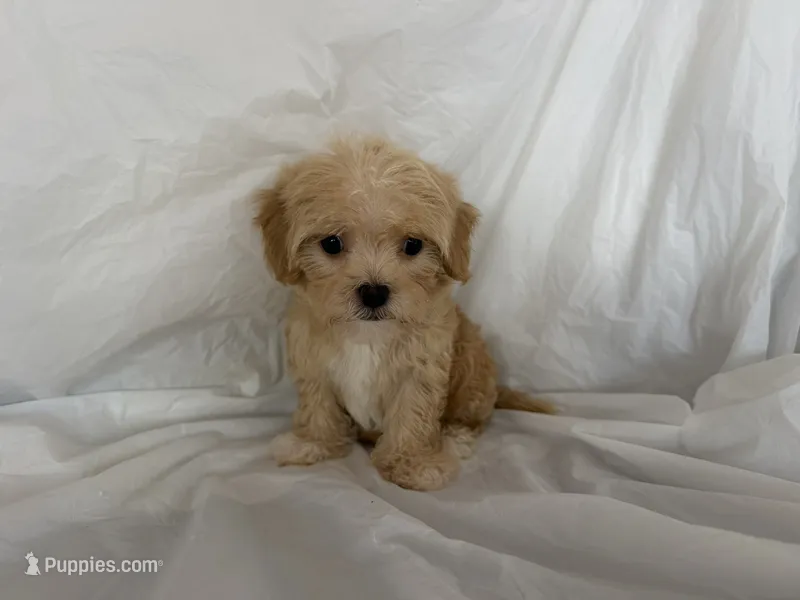 NO NAME  – Maltipoo, Maltese puppy for sale in San Francisco, CA