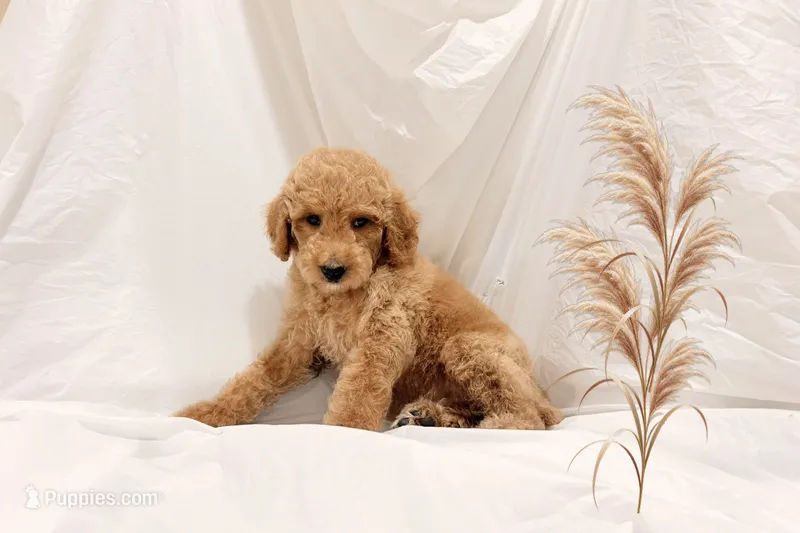 Tom – Poodle - Miniature  puppy for sale in San Francisco, CA