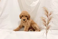 Tom, a male Poodle - Miniature  for sale in San Francisco, CA – 1 of 1