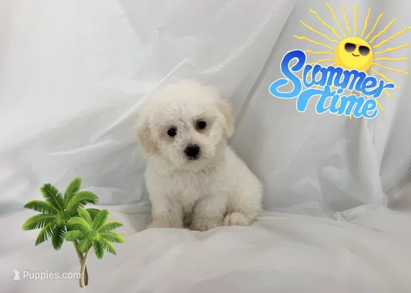NO NAME  – Maltipoo puppy for sale in San Francisco, CA