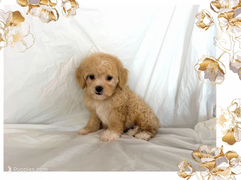 no name – Maltipoo, Maltese puppy for sale in San Francisco, CA
