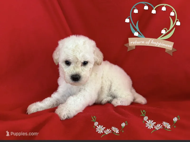 Laura – Maltipoo, Poodle - Toy  puppy for sale in San Francisco, CA