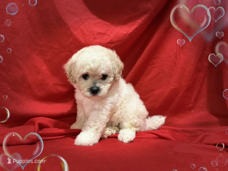 NO NAME  – Maltipoo, Poodle - Toy  puppy for sale in San Francisco, CA