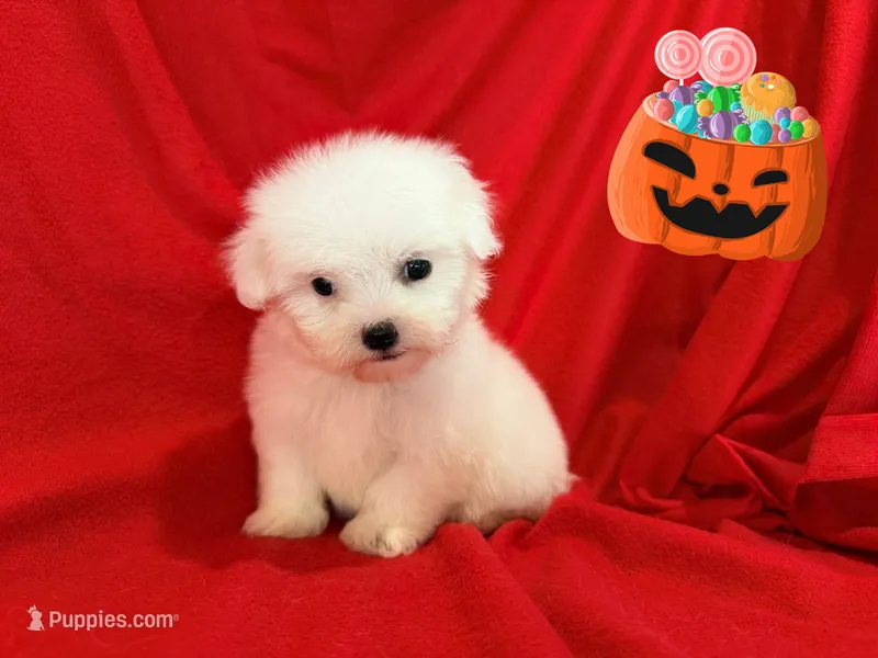 LISA – Maltipoo, Maltese puppy for sale in San Francisco, CA