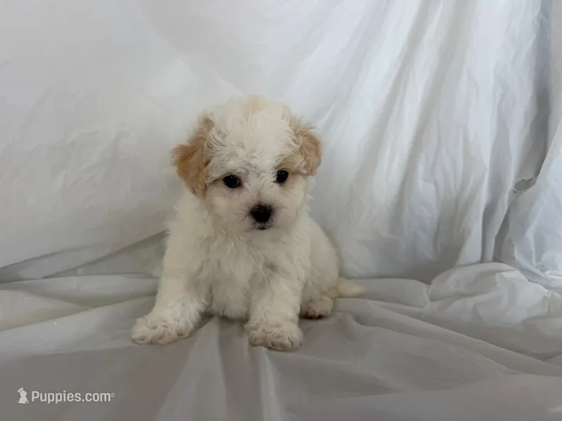 no name  – Maltipoo, Maltese puppy for sale in San Francisco, CA