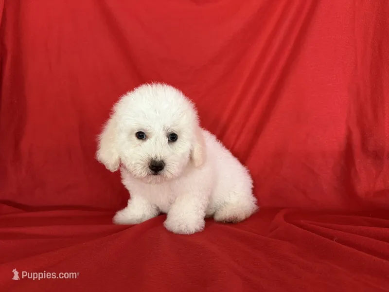 no name  – Maltipoo, Maltese puppy for sale in San Francisco, CA