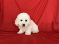 no name , a male Maltipoo and Maltese for sale in San Francisco, CA – 1 of 1