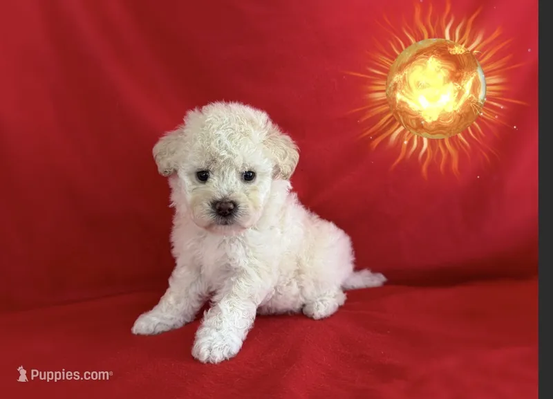 CUTE MALTIPOO PUPPIES – Maltipoo puppy for sale in San Francisco, CA
