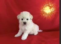 CUTE MALTIPOO PUPPIES, a female Maltipoo for sale in San Francisco, CA – 1 of 1