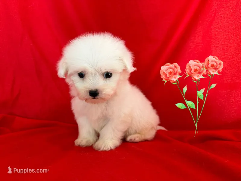 LISA – Maltipoo, Maltese puppy for sale in San Francisco, CA