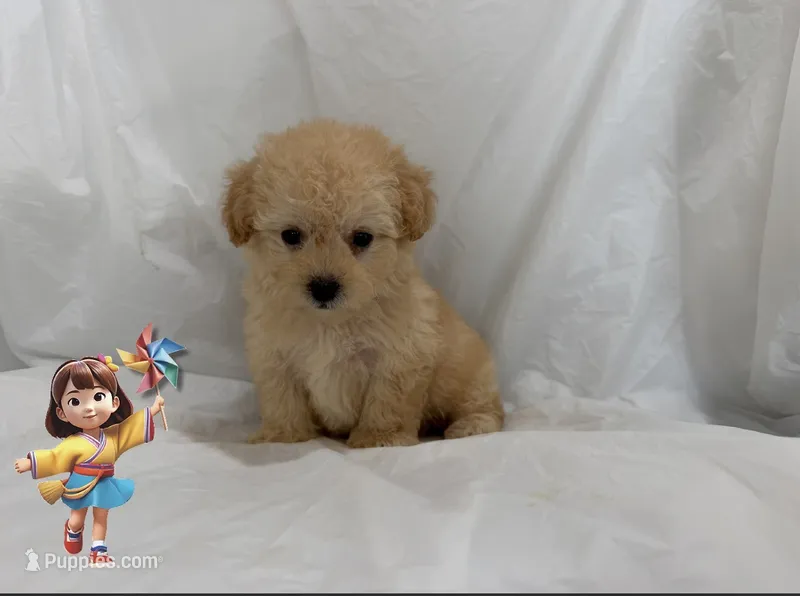 NO NAME  – Maltipoo, Maltese puppy for sale in San Francisco, CA
