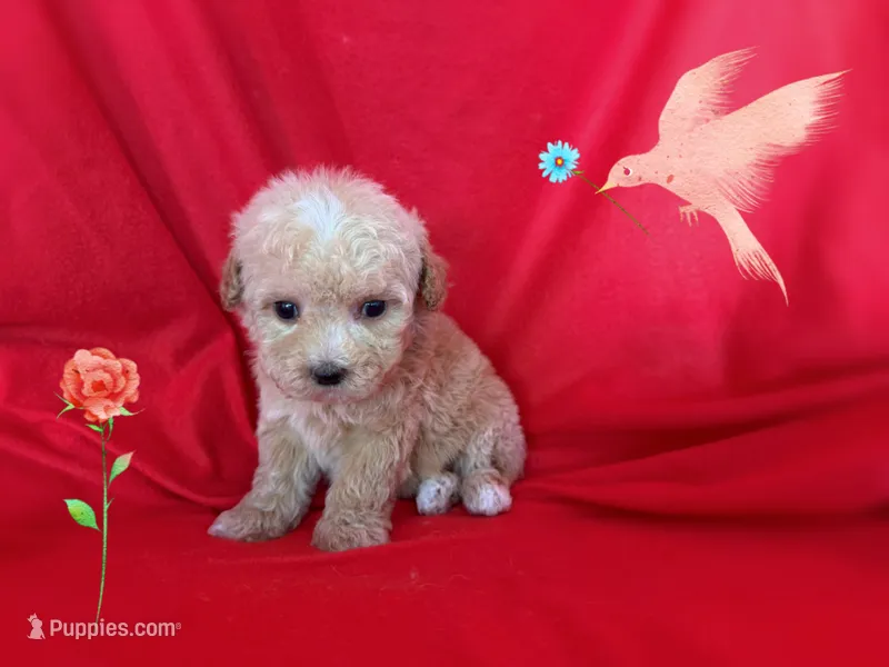 MOLY – Maltipoo puppy for sale in San Francisco, CA